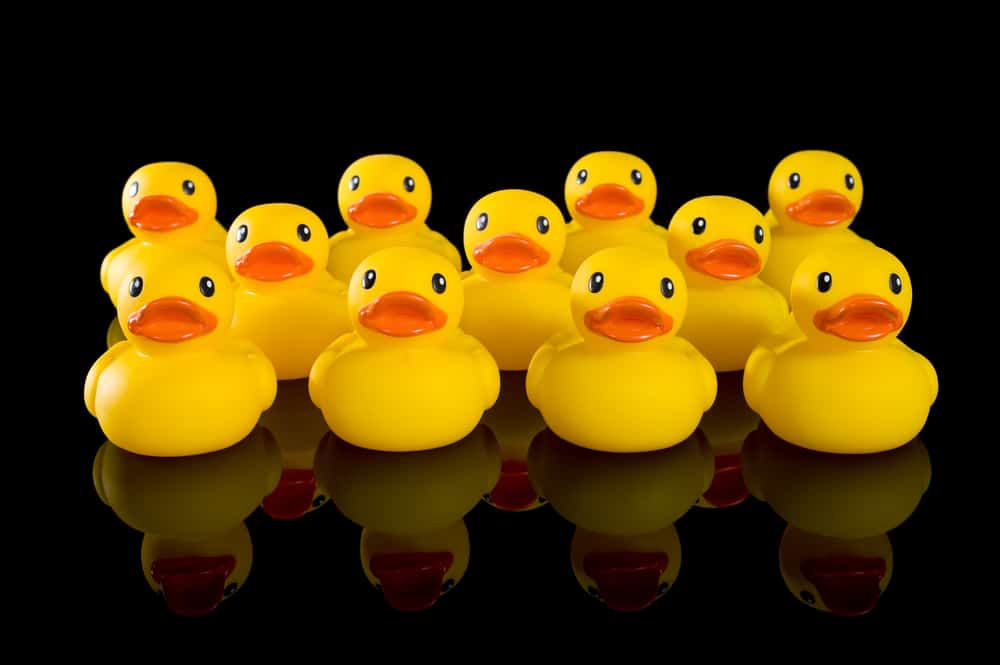 group of yellow rubber ducks